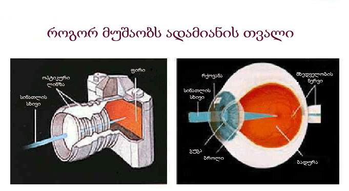 magotherapy principle